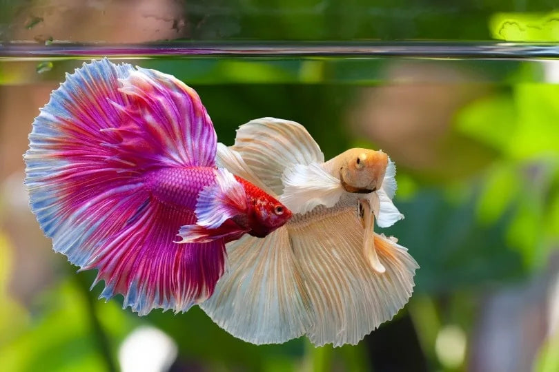 How to Successfully Start Breeding Betta Fish in Australia