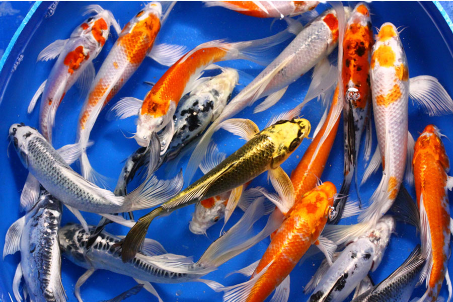 Butterfly Koi good for backyard ponds