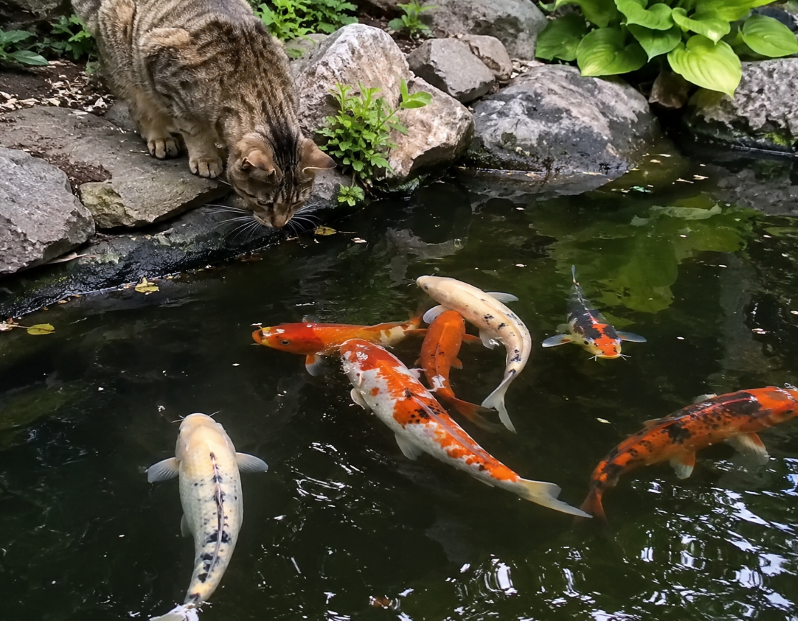 How to Protect Koi Fish From Herons,