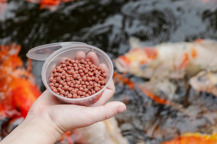How does overfeeding affect aquarium fish and water conditions?