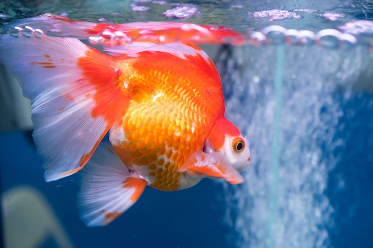 Are You Ready for Your First Fancy Goldfish? Start Here