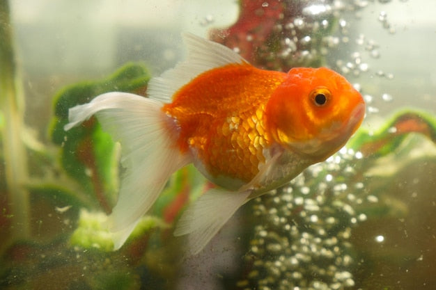 Fish Egg Eating 
