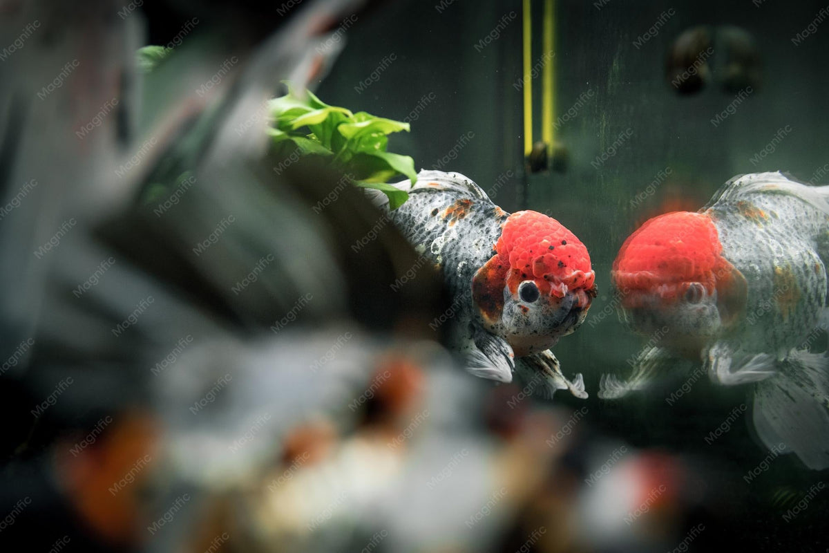 Introducing New Fish