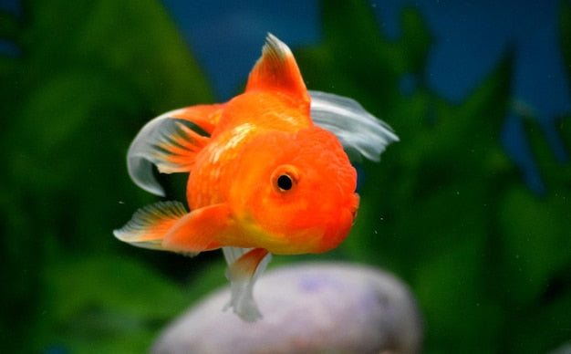 Why Goldfish Stare 