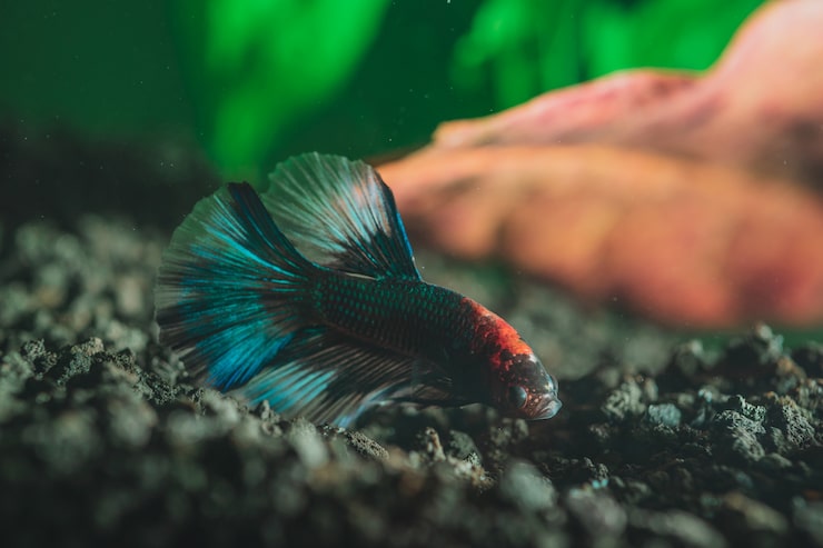 Where to Find Rare Betta Fish for Sale in Australia