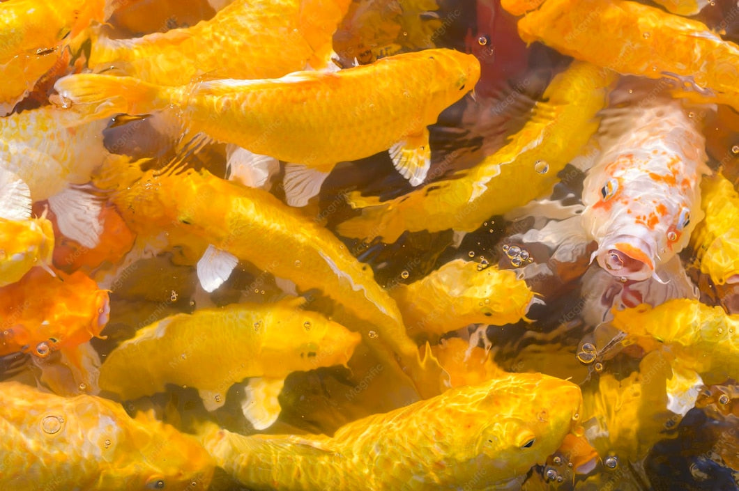 Koi Fish Stress Signs
