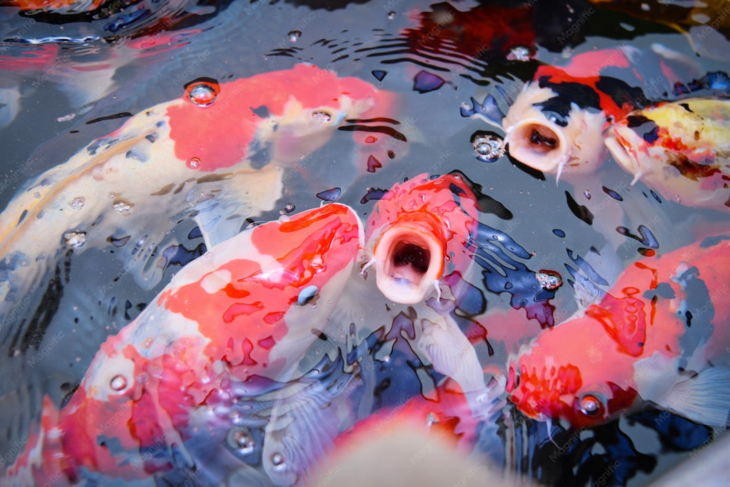 Koi Fish Gasping At Surface 
