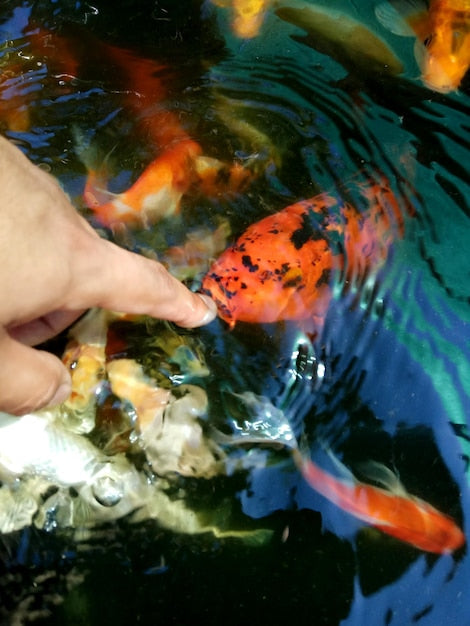 Koi Fish Recognition Facts 