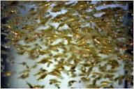 Fish Fry Growth