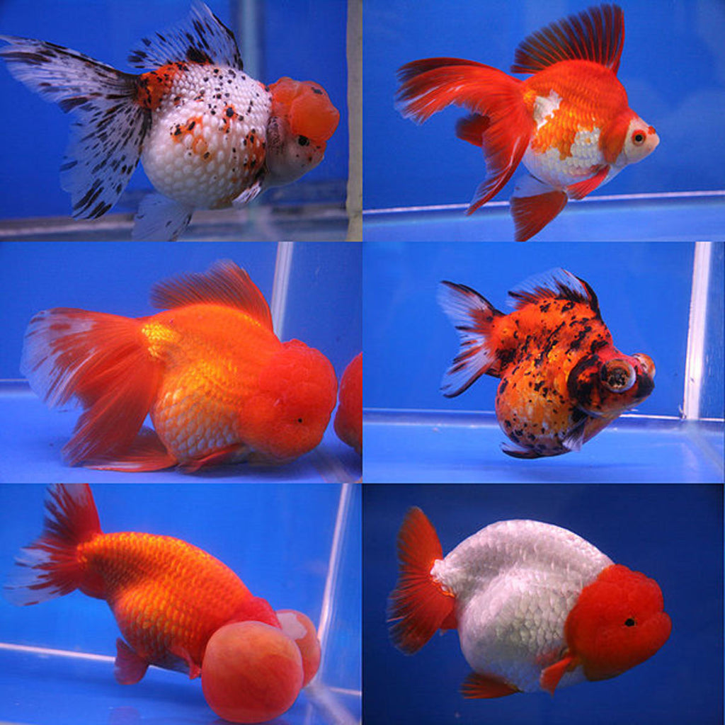 Fancy Goldfish vs Common Goldfish: Which Is Better for Beginners?