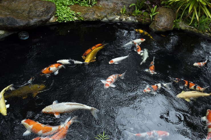 Koi Fish Ornamental Pond Fish