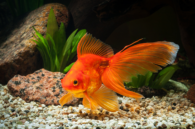 Goldfish can learn patterns