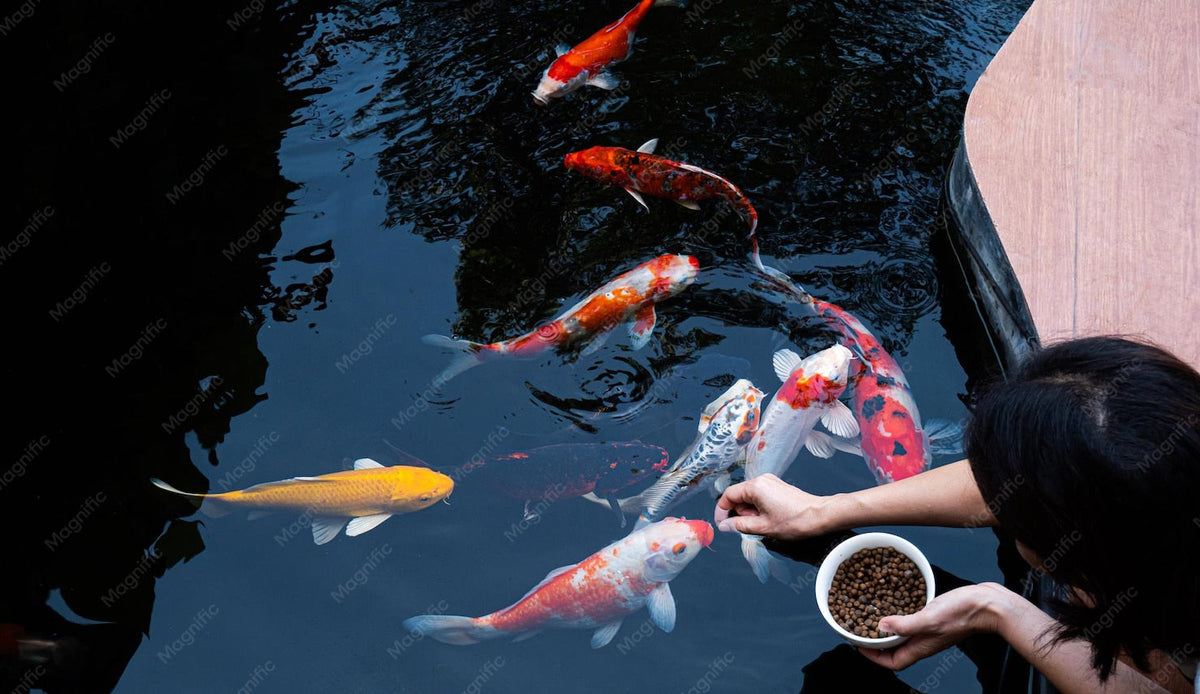 Feeding Koi Fish Pellets 