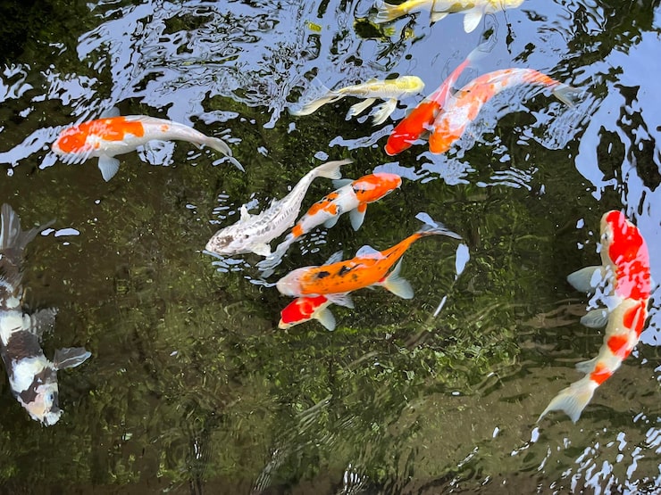 Most Valuable Koi Fish Colours Sought by Collectors Worldwide