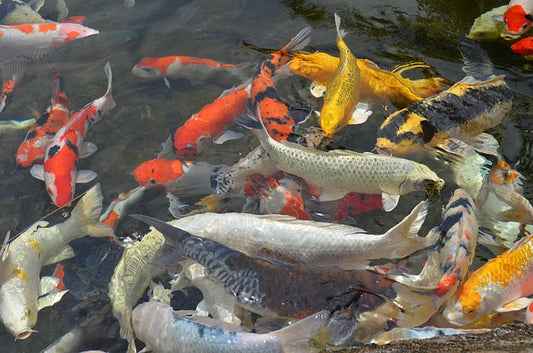 Spot Quality Koi Fish 