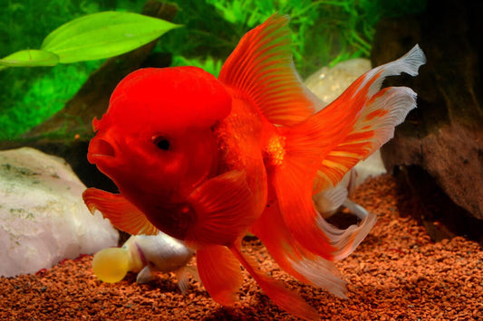 Save Your Oranda! Understand That Weird Wen Bump Today