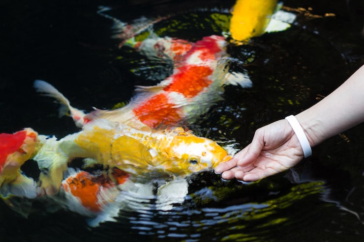 Koi Fish and Human Connection