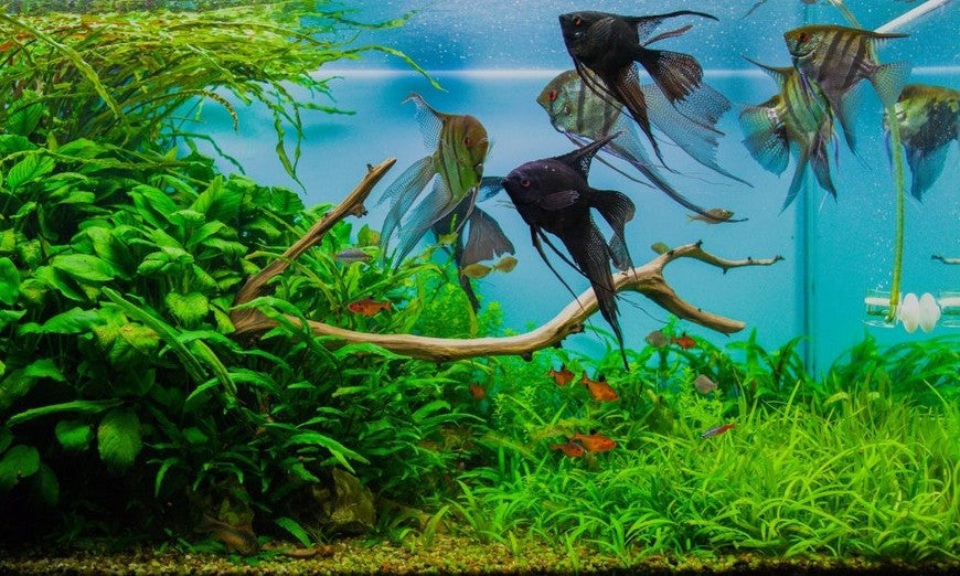 What causes fish stress in home aquariums and how can it be prevented?
