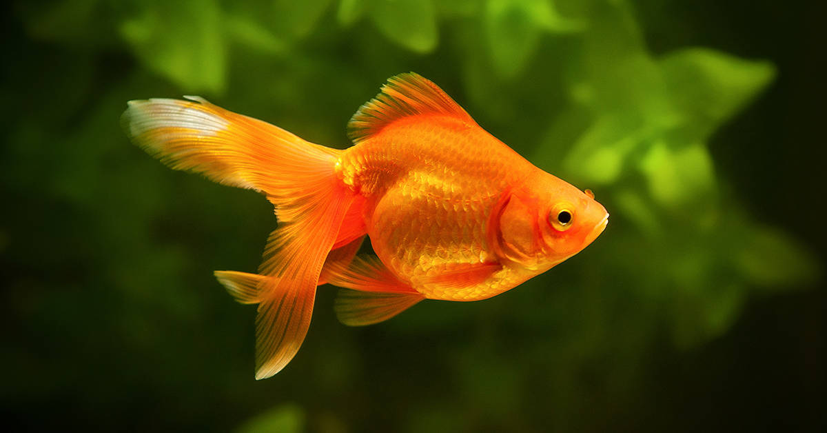 What shop sells the healthiest goldfish?