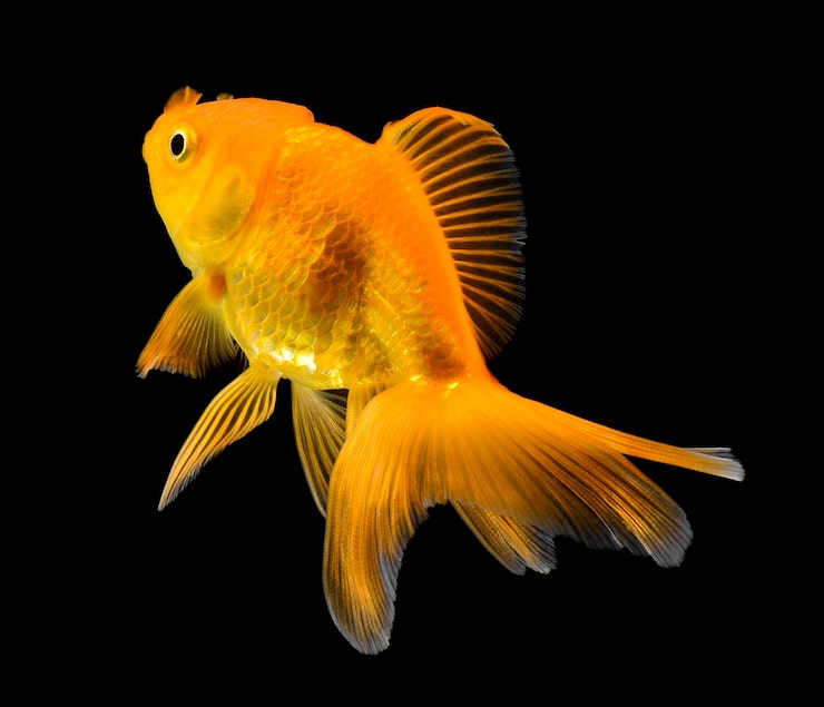 Goldfish come in over 30 jaw-dropping shapes