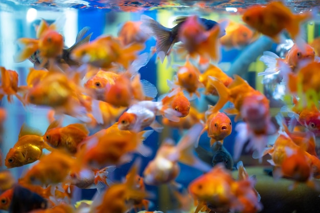 Overcrowded Goldfish Tank Problems 