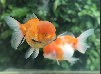 goldfish fighting