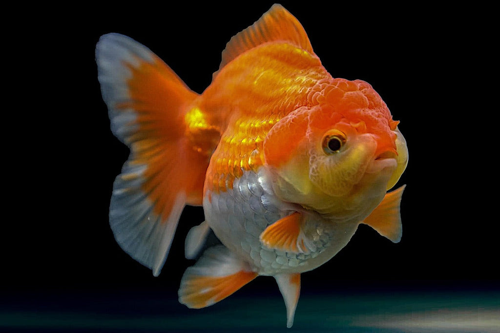 Is Your Oranda Sick? Spot the Wen Difference Fast