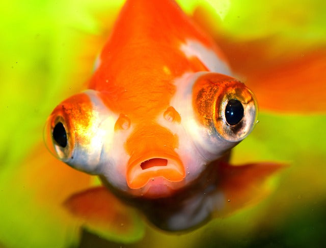 Fancy Goldfish Varieties 
