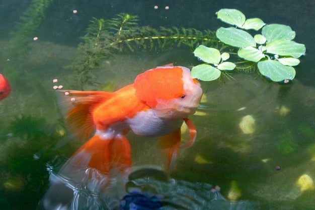 Goldfish Produce So Much Waste