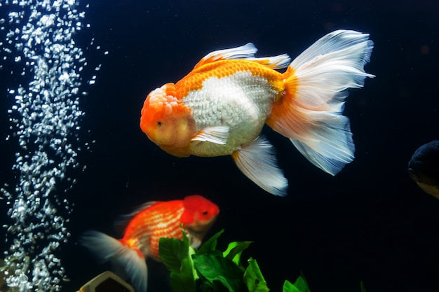 Goldfish lifespan in aquariums