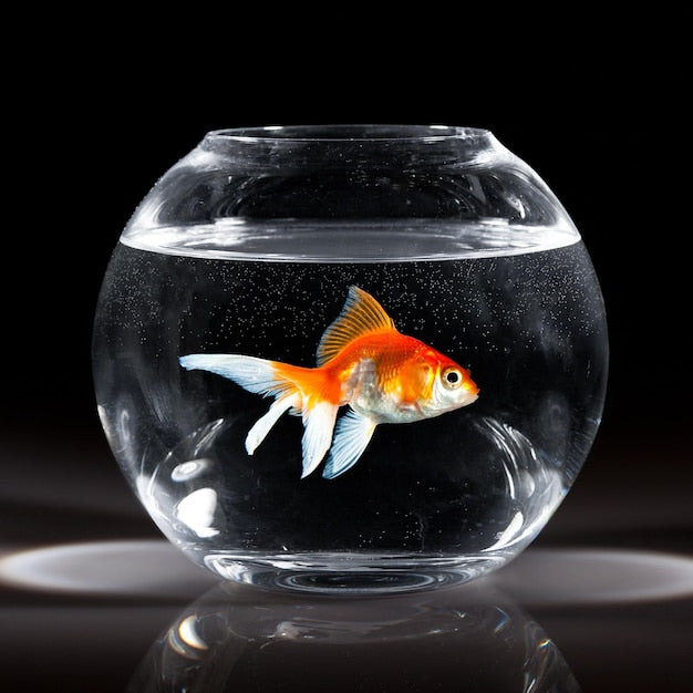 Healthy Goldfish Signs