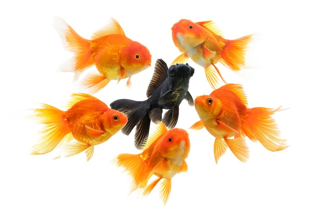 Best Goldfish Colour Varieties 