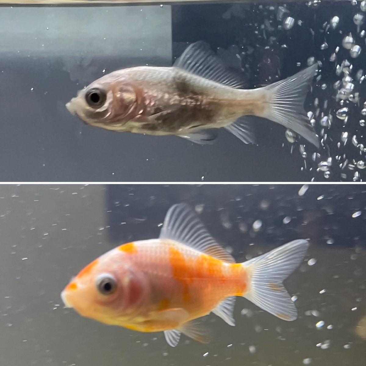 Goldfish Colour Changes 
