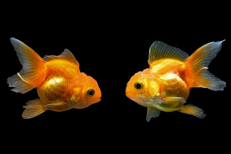 Single or Paired Goldfish 