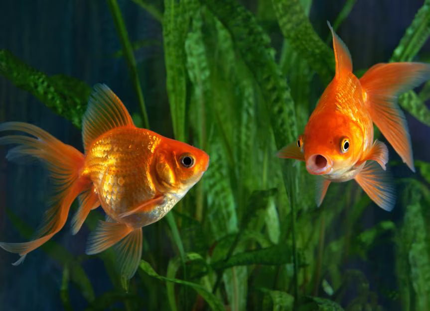 Goldfish That Make Christmas Extra Special