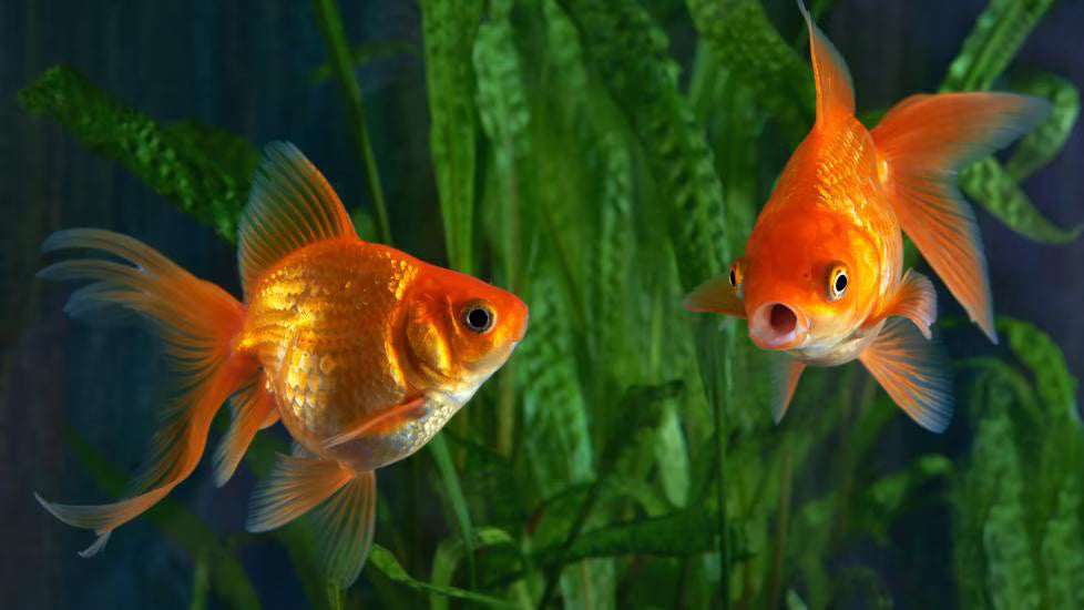 Best Affordable Goldfish Types Available at Local Aquarium Stores