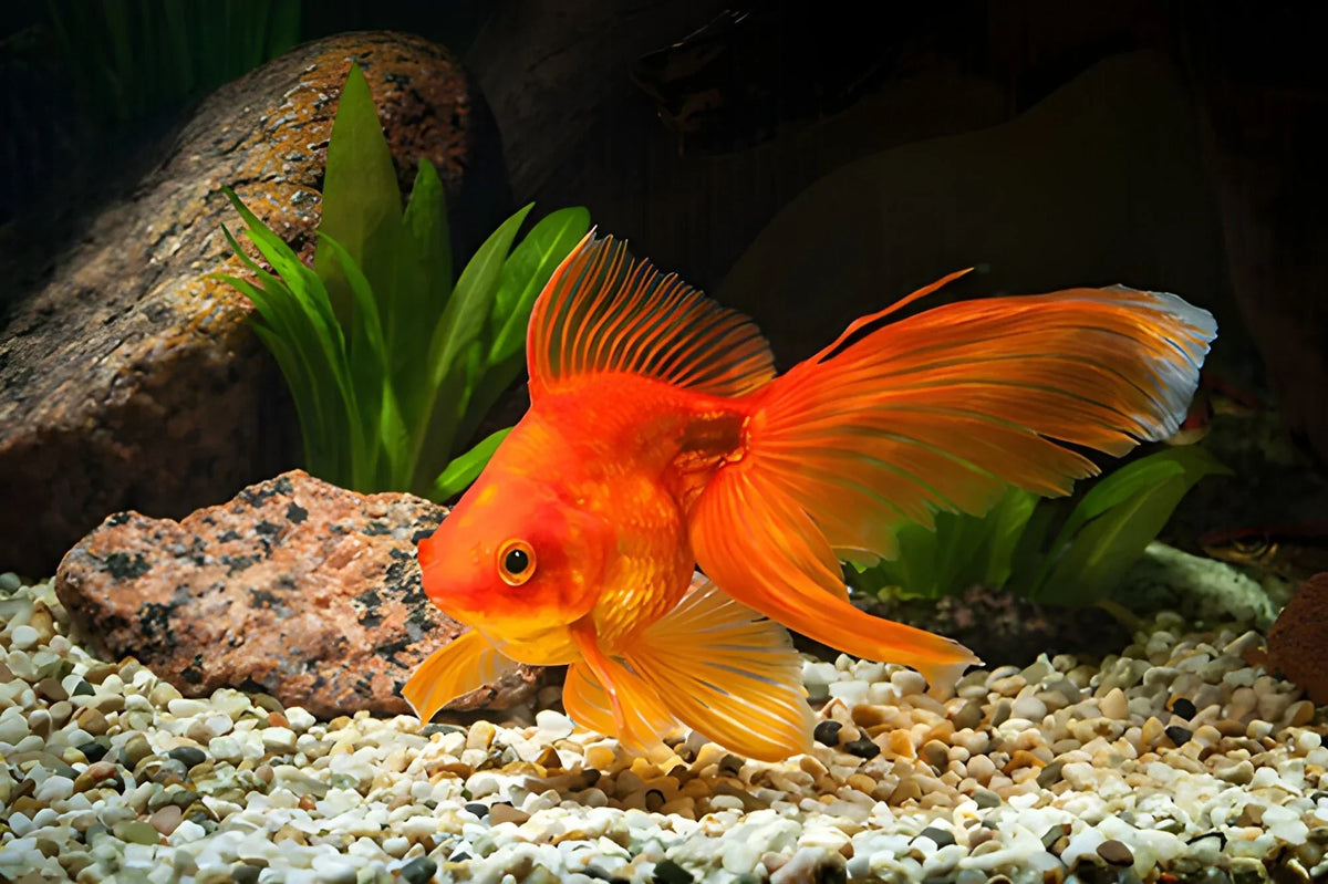 Are You Making These Expert Fancy Goldfish Care Mistakes?