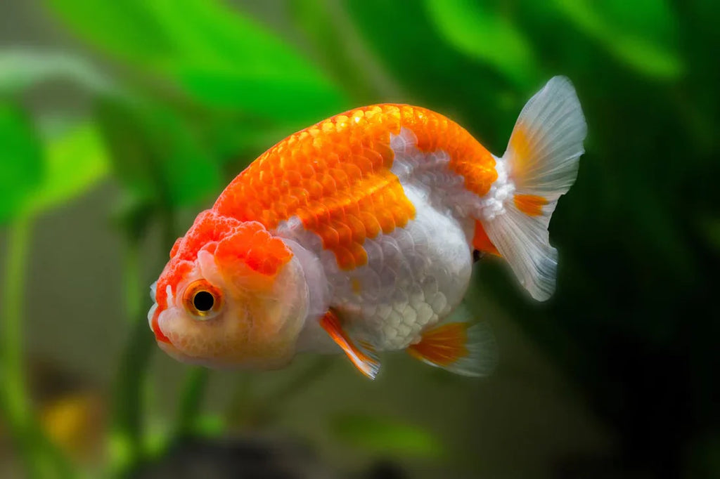 What to Look for When Buying Ranchu Goldfish