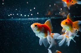 Goldfish Appetite Loss