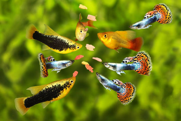 How to Mix Fish Food Flakes for a Balanced Diet
