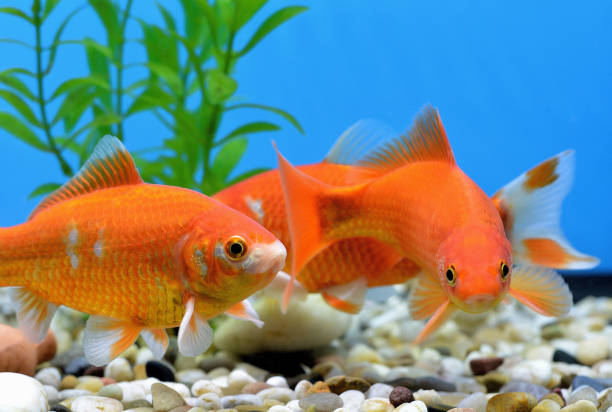 Goldfish With Tropical Fish