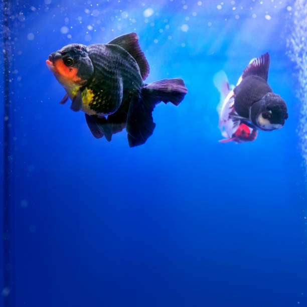 Goldfish Jealousy Behaviour 