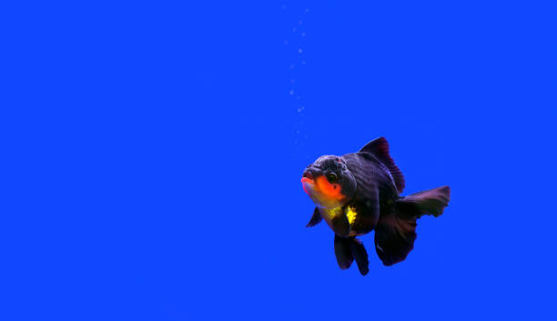Signs Of Fish Boredom 