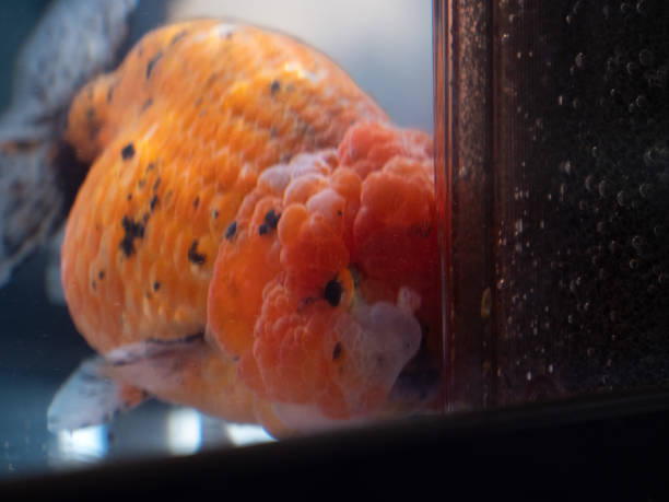 Goldfish Aging Signs 