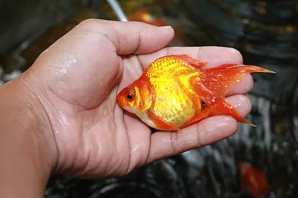 Outdoor Goldfish Pond 