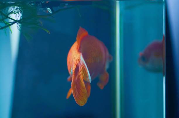Aquarium Filter Overnight Risks 