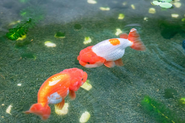 Goldfish Get Sunburnt 