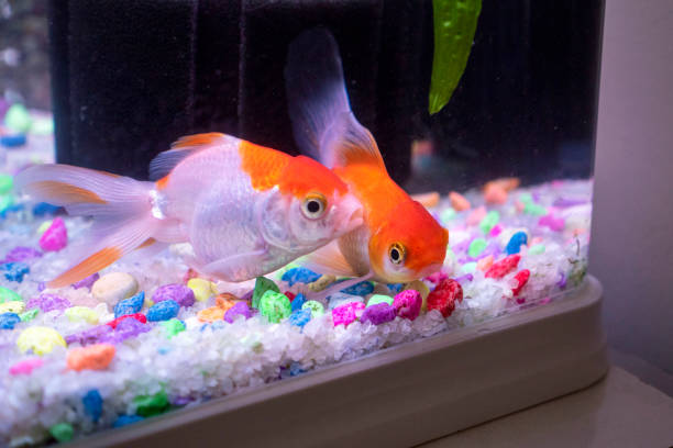 Goldfish Swimming Upside Down 