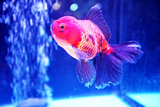 Happy Goldfish Signs 