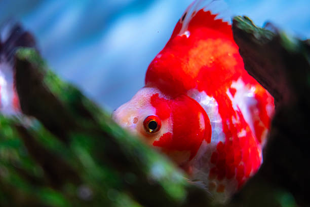 Do Fish Dream 
